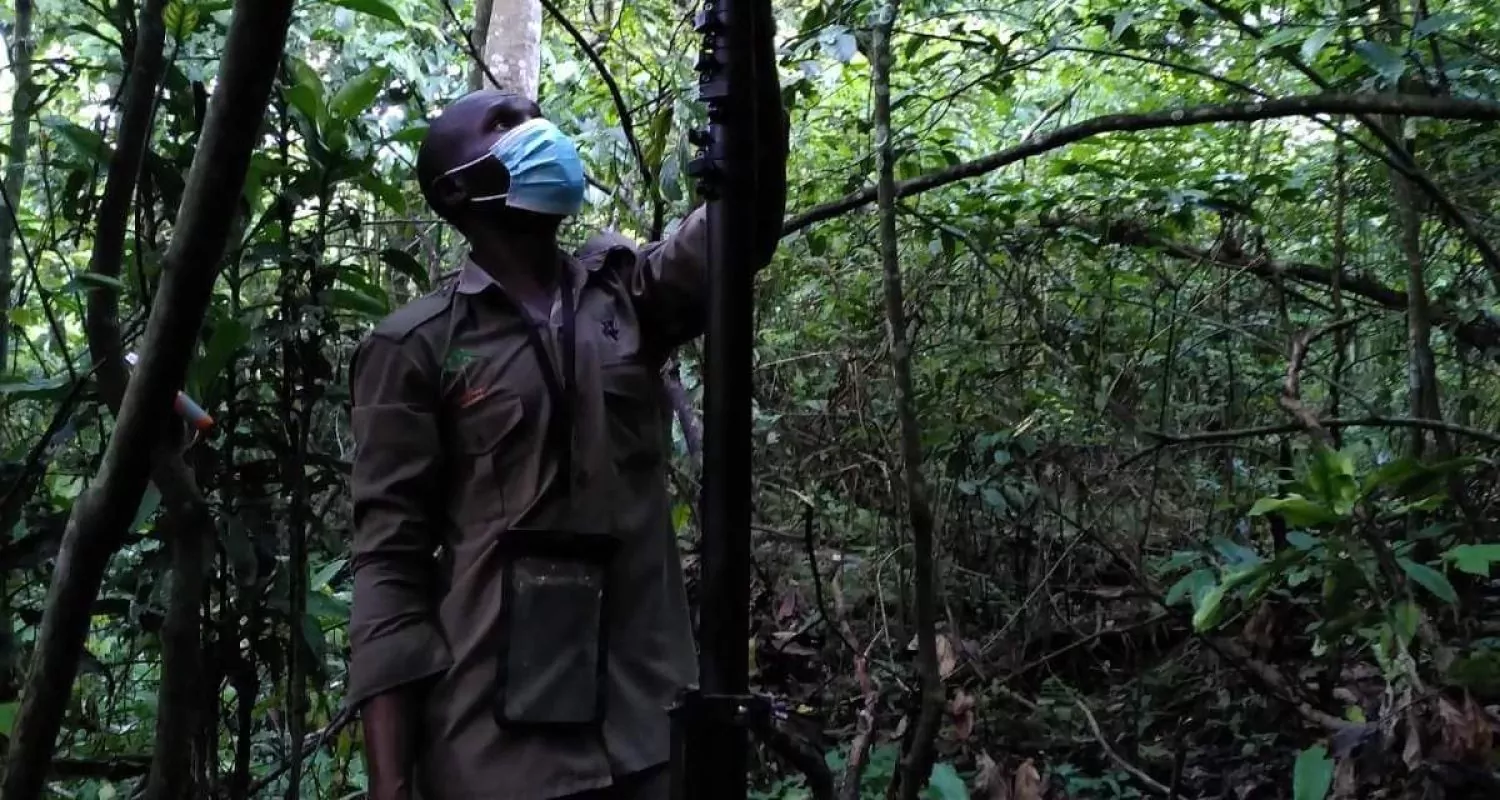mât télescopique carbone Ouganda, tête rotative, pour observer le sommeil des chimpanzés